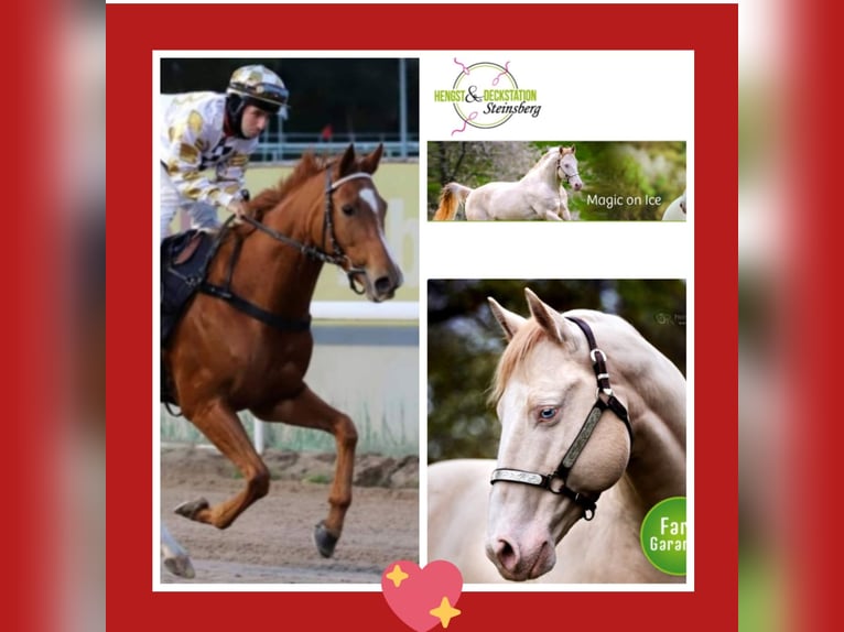 Meer volbloeden Mix Ruin 3 Jaar 154 cm Buckskin in Einöllen