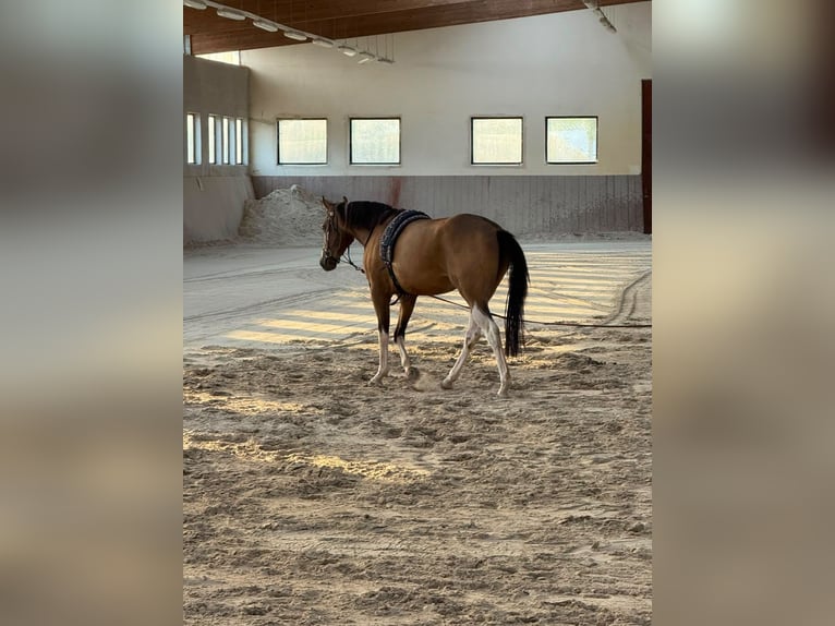 Meer volbloeden Mix Ruin 3 Jaar 154 cm Buckskin in Einöllen