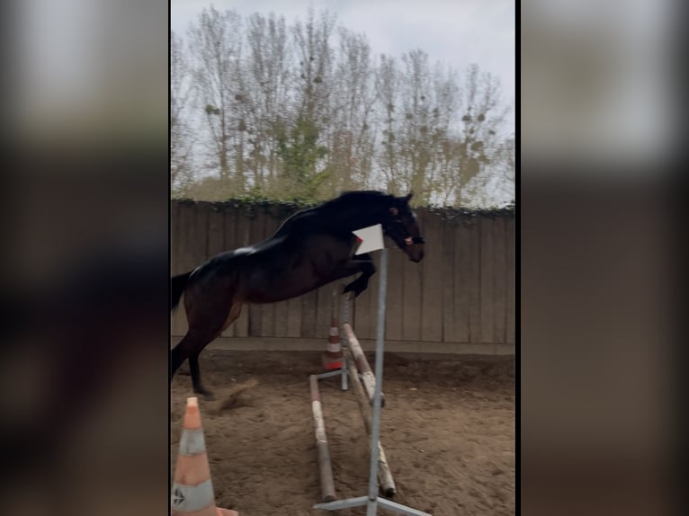 Meer volbloeden Ruin 3 Jaar 156 cm Zwartbruin in Mehers