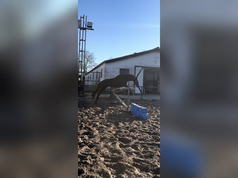 Meer volbloeden Ruin 3 Jaar 162 cm Donkerbruin in Wassenaar