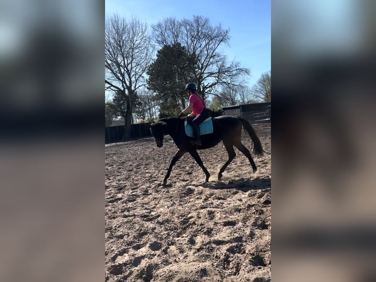 Meer volbloeden Ruin 3 Jaar 162 cm Donkerbruin in Wassenaar