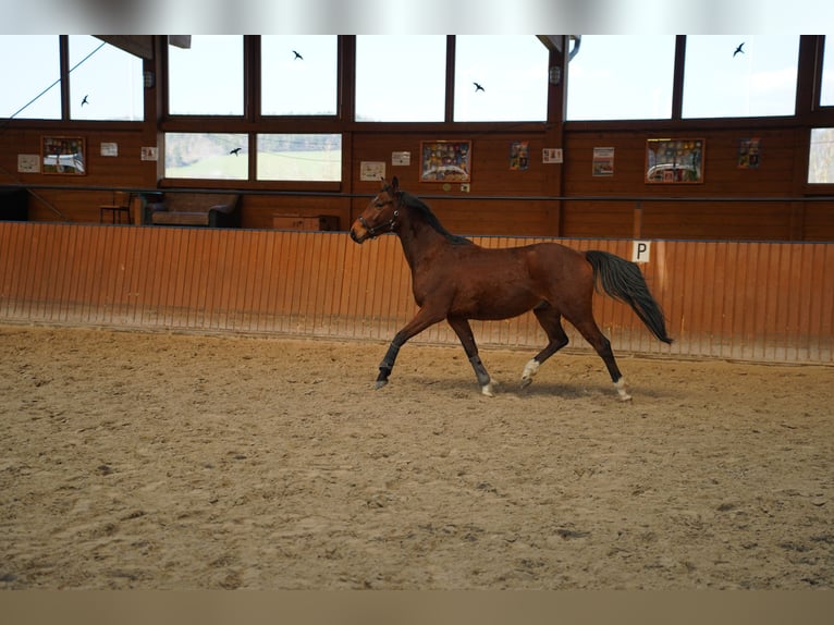 Meer volbloeden Ruin 4 Jaar 153 cm Bruin in Wartenberg