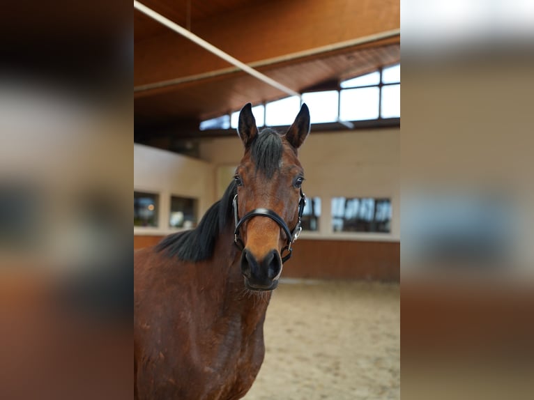 Meer volbloeden Ruin 4 Jaar 153 cm Bruin in Wartenberg