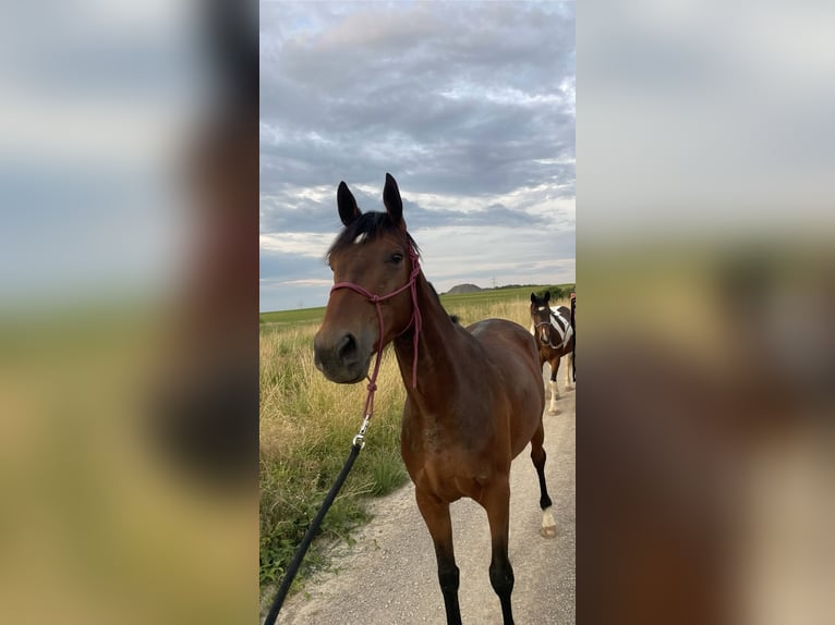 Meer volbloeden Mix Ruin 4 Jaar 162 cm Bruin in Kirchheim