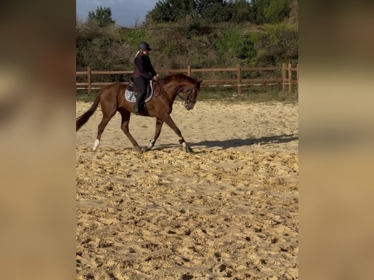 Meer volbloeden Ruin 4 Jaar 164 cm Vos in WegelebenWegeleben