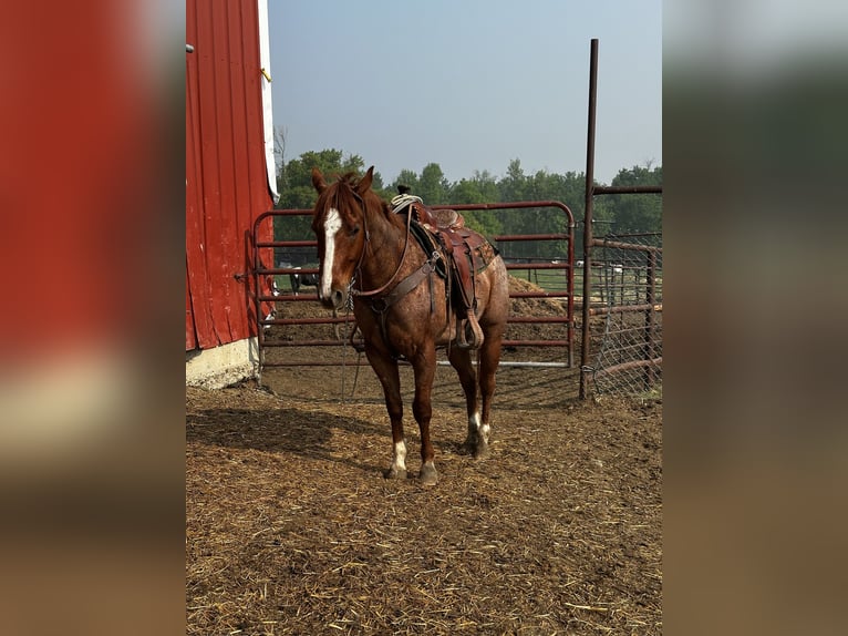 Meer volbloeden Ruin 5 Jaar 142 cm Roan-Red in Saint John, ND