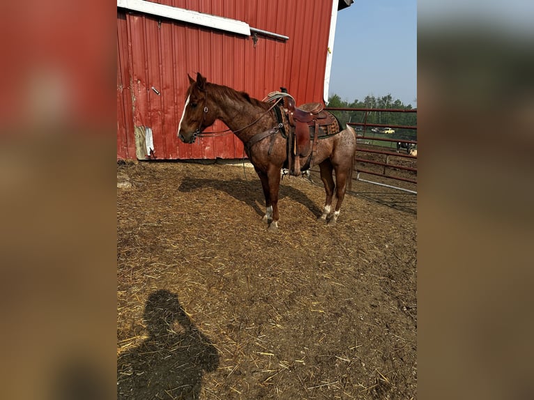 Meer volbloeden Ruin 5 Jaar 142 cm Roan-Red in Saint John, ND