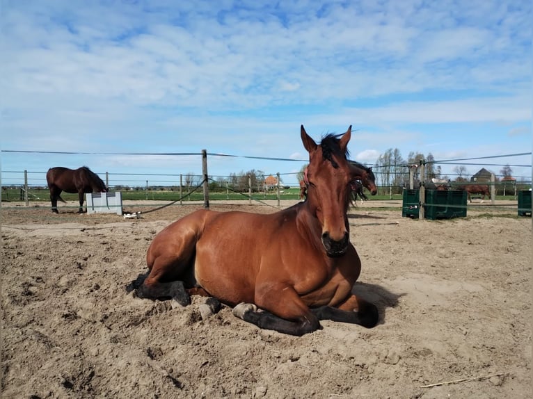 Meer volbloeden Ruin 5 Jaar 165 cm Bruin in Broek in Waterland