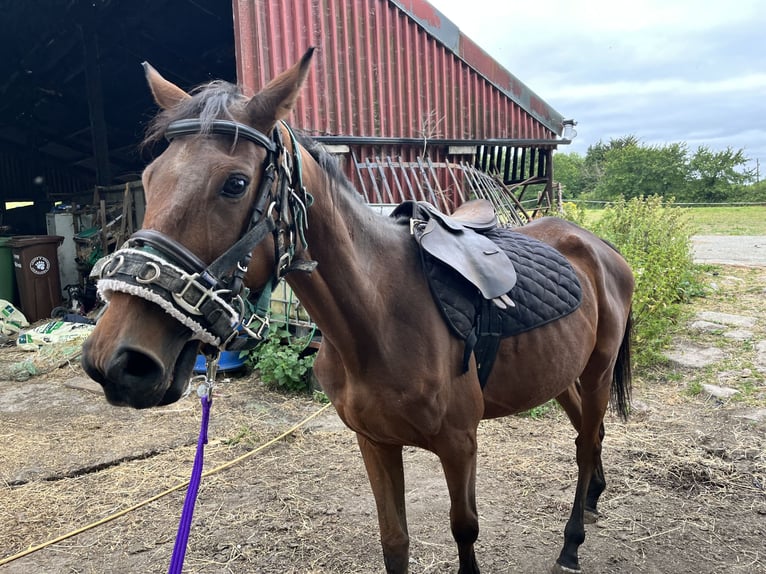 Meer volbloeden Ruin 6 Jaar 149 cm Bruin in Wexford