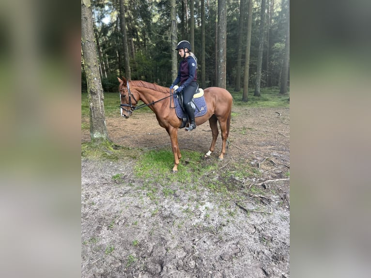 Meer volbloeden Ruin 6 Jaar 156 cm Vos in Eddelak