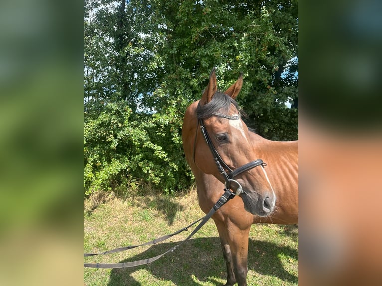 Meer volbloeden Ruin 6 Jaar 165 cm Bruin in Bad Laer
