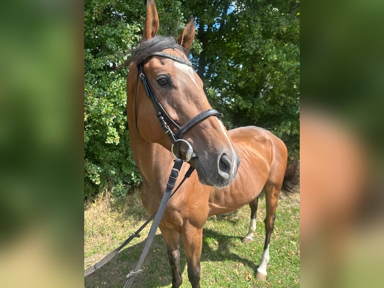 Meer volbloeden Ruin 6 Jaar 165 cm Bruin in Bad Laer
