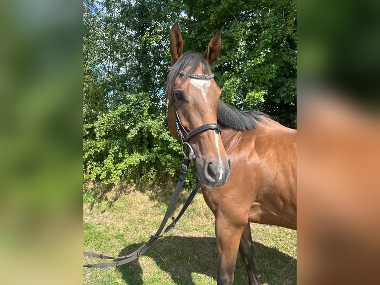 Meer volbloeden Ruin 6 Jaar 165 cm Bruin in Bad Laer