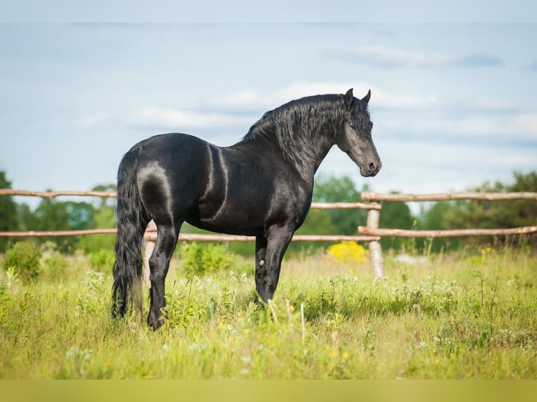 Meer volbloeden Ruin 6 Jaar Bruin in Tavarnuzze Fl