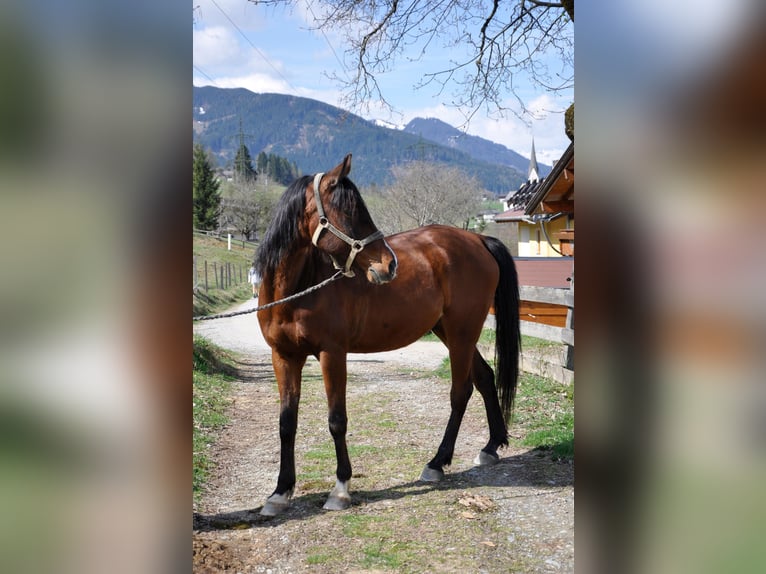 Meer volbloeden Ruin 7 Jaar 156 cm Bruin in Lend
