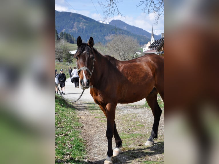 Meer volbloeden Ruin 7 Jaar 156 cm Bruin in Lend