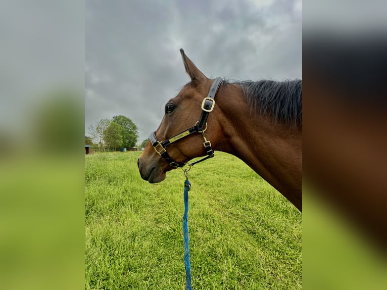 Meer volbloeden Ruin 7 Jaar 165 cm Bruin in Vesly