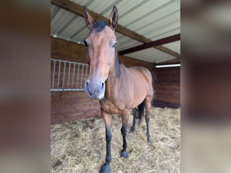 Meer volbloeden Ruin 8 Jaar 160 cm Bruin in Mouflaines