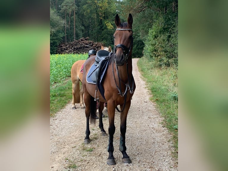Meer volbloeden Ruin 9 Jaar 157 cm Bruin in Dinkelsbühl