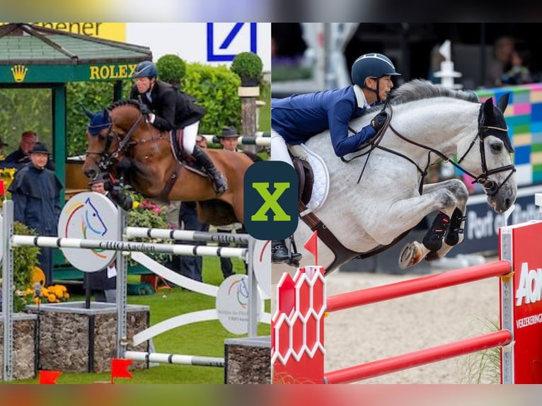 Meer warmbloeden Onbekend Embryo  in Heerde