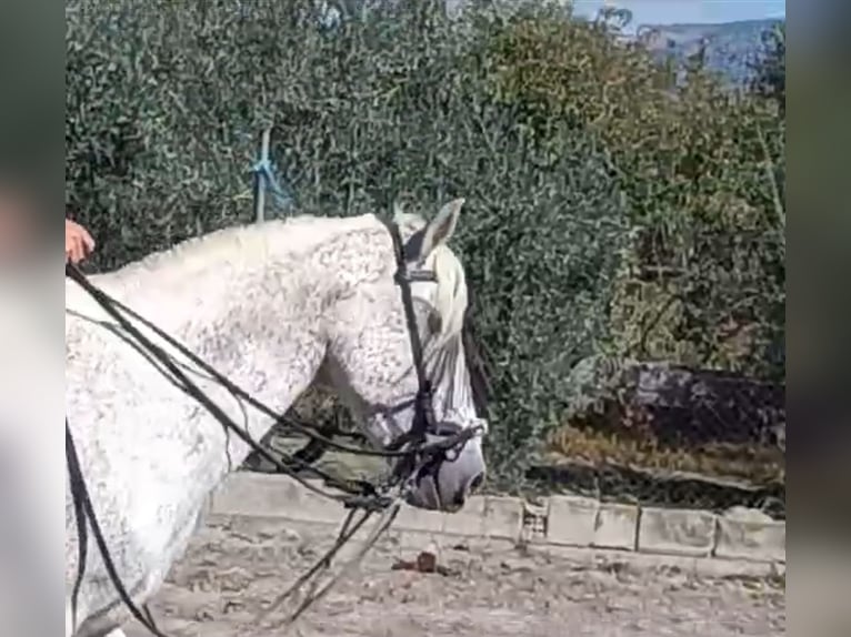 Meer warmbloeden Hengst 10 Jaar 162 cm Vliegenschimmel in Granada