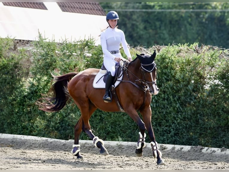 Meer warmbloeden Hengst 11 Jaar 168 cm Bruin in Pelmberg