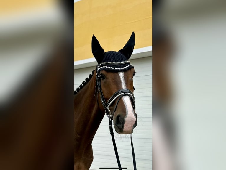 Meer warmbloeden Hengst 11 Jaar 168 cm Bruin in Pelmberg