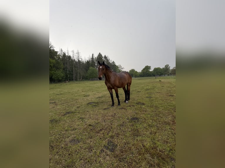 Meer warmbloeden Hengst 18 Jaar 165 cm Bruin in Süderlügum