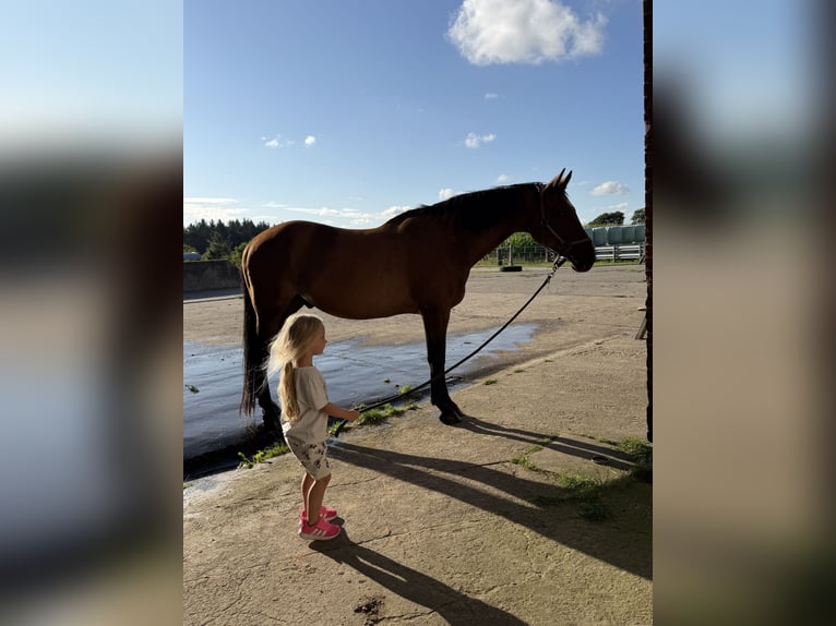 Meer warmbloeden Hengst 18 Jaar 165 cm Bruin in Süderlügum