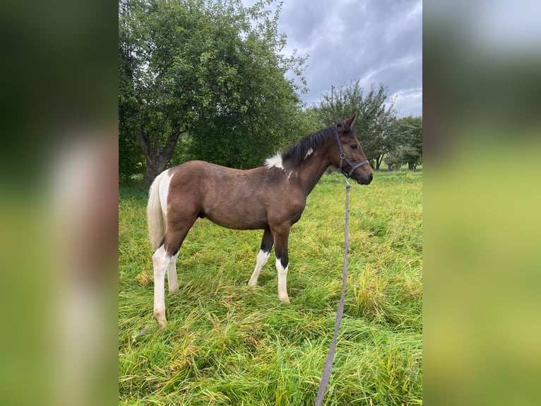 Meer warmbloeden Hengst 1 Jaar 140 cm Bruin in Pfaffenhofen