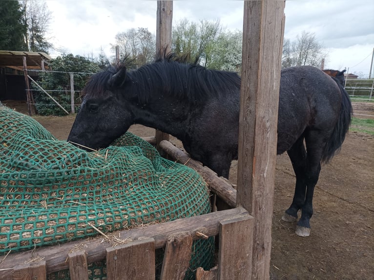 Meer warmbloeden Hengst 1 Jaar 140 cm Schimmel in Hartha