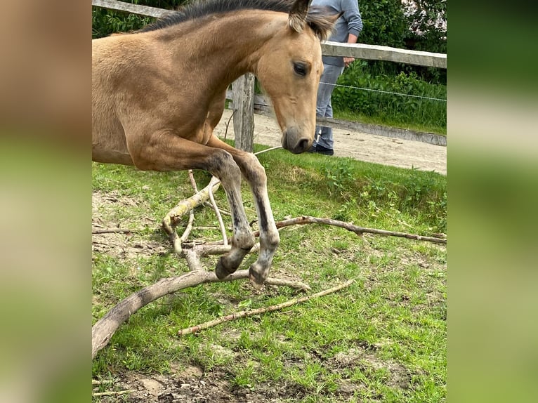 Meer warmbloeden Hengst 1 Jaar 163 cm Falbe in Eggermühlen