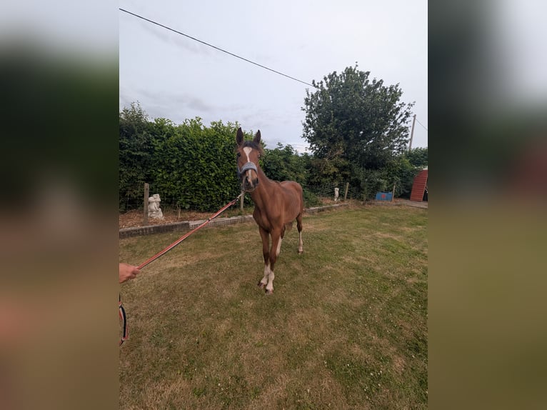 Meer warmbloeden Mix Hengst 1 Jaar 163 cm Roodbruin in Egmanton