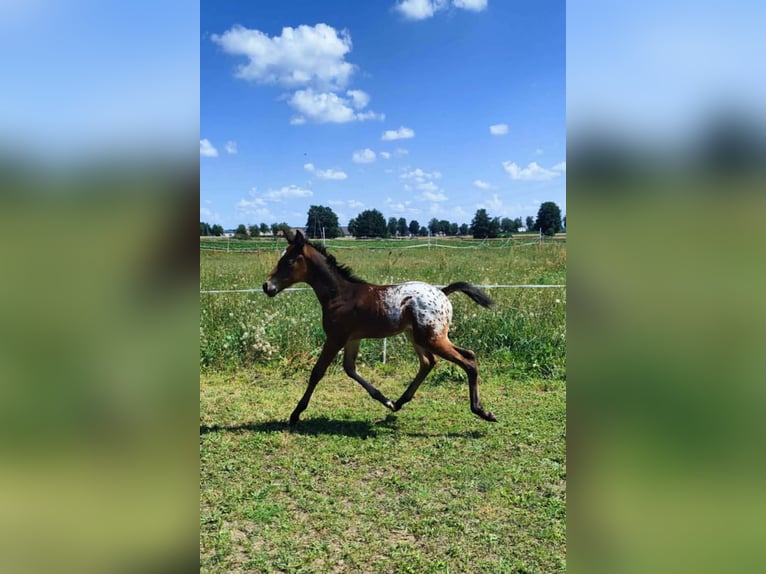 Meer warmbloeden Hengst 1 Jaar 165 cm Appaloosa in Połajewo