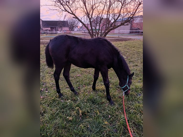 Meer warmbloeden Hengst 1 Jaar 165 cm Donkerbruin in Opole