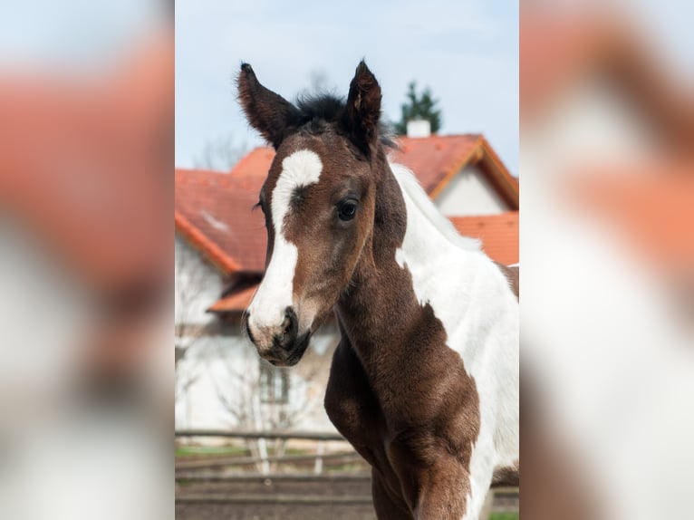 Meer warmbloeden Hengst 1 Jaar 166 cm Gevlekt-paard in Sieghartsreith