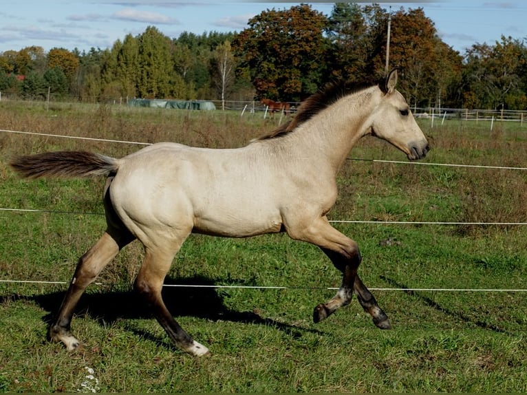 Meer warmbloeden Hengst 1 Jaar 167 cm Buckskin in Ruila