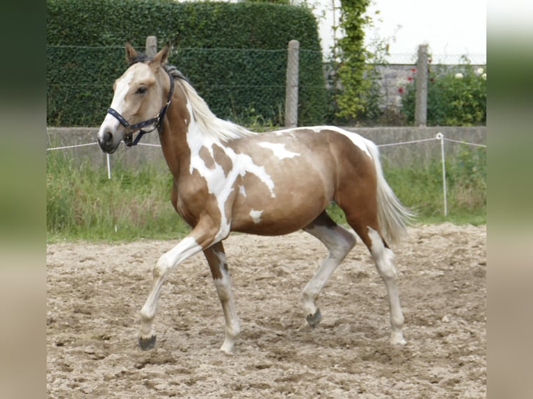 Meer warmbloeden Hengst 1 Jaar 168 cm Gevlekt-paard in Borgentreich