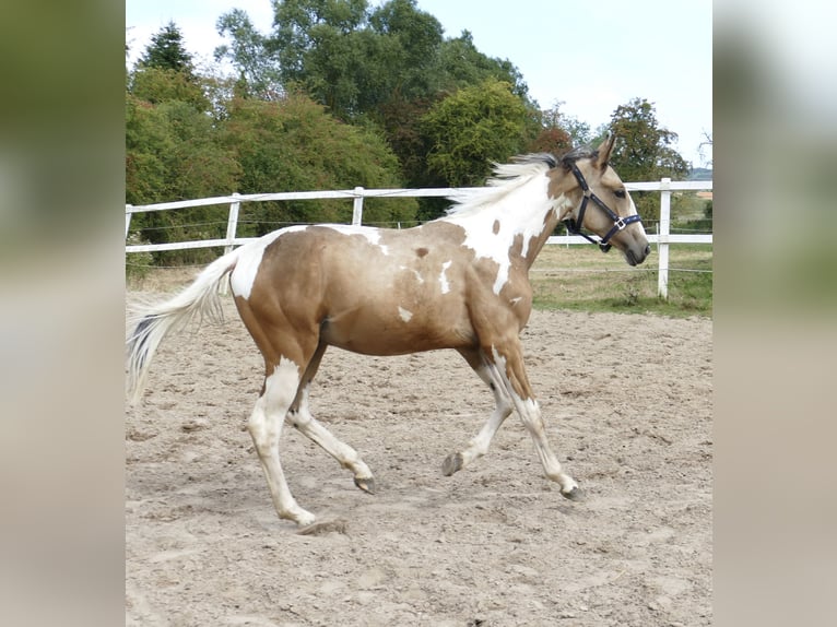 Meer warmbloeden Hengst 1 Jaar 168 cm Gevlekt-paard in Borgentreich