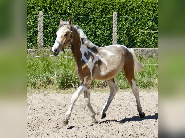 Meer warmbloeden Hengst 1 Jaar 168 cm Gevlekt-paard in Borgentreich