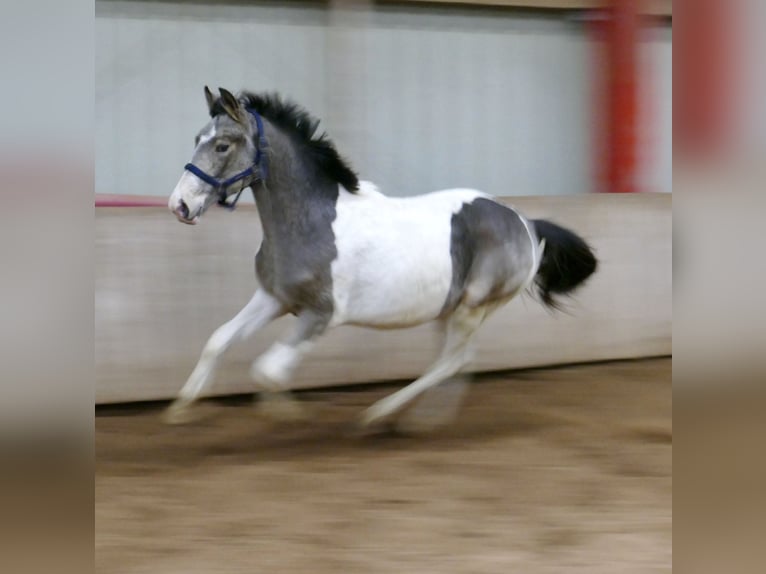 Meer warmbloeden Hengst 1 Jaar 168 cm Gevlekt-paard in Borgentreich