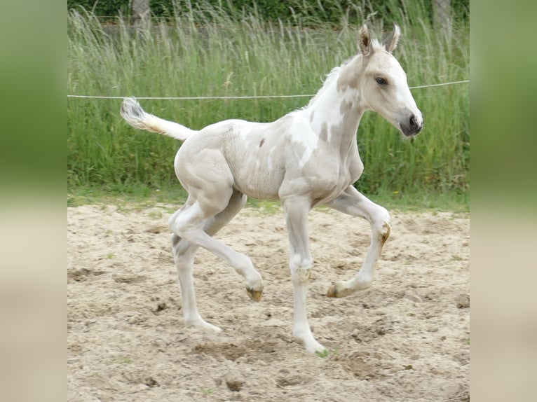 Meer warmbloeden Hengst 1 Jaar 168 cm Gevlekt-paard in Borgentreich