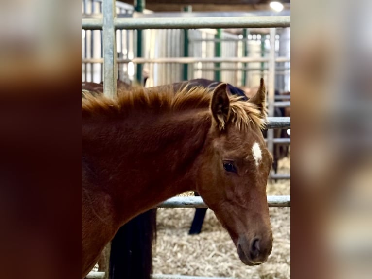 Meer warmbloeden Hengst 1 Jaar 168 cm Vos in Warendorf