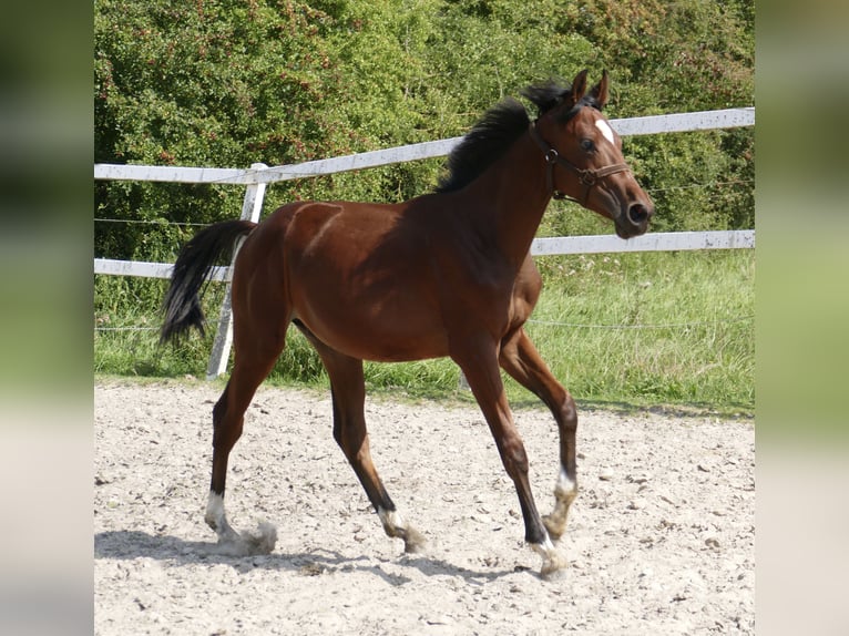 Meer warmbloeden Hengst 1 Jaar 170 cm Bruin in Borgentreich