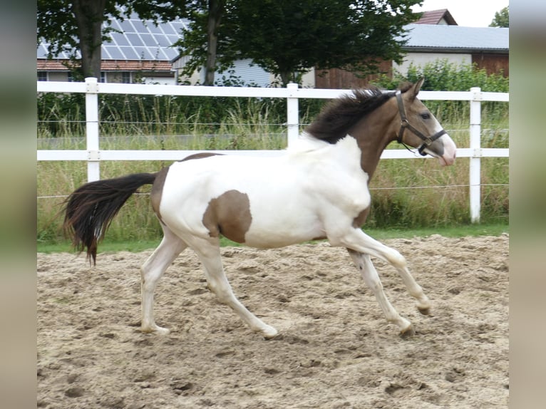 Meer warmbloeden Hengst 1 Jaar 170 cm Gevlekt-paard in Borgentreich