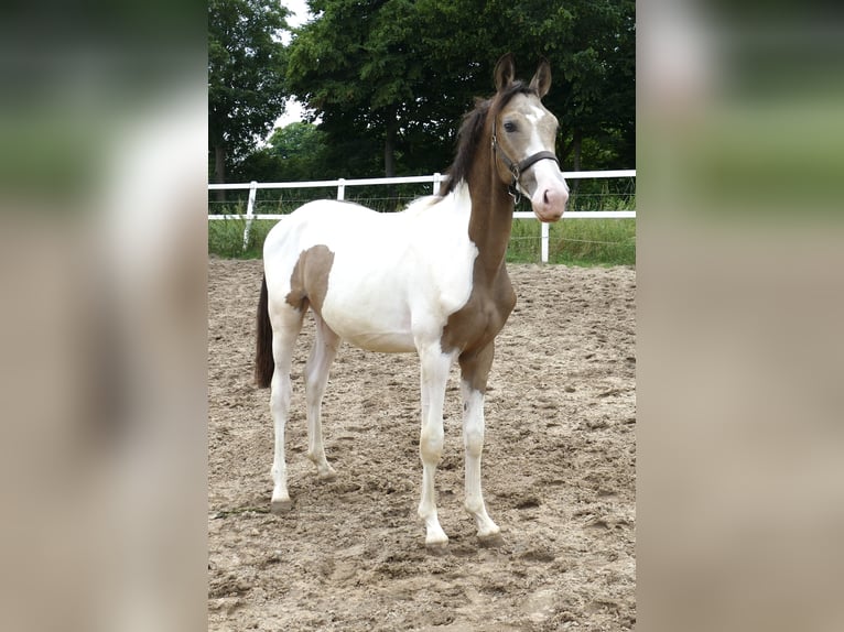 Meer warmbloeden Hengst 1 Jaar 170 cm Gevlekt-paard in Borgentreich