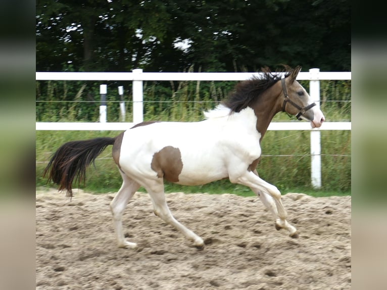 Meer warmbloeden Hengst 1 Jaar 170 cm Gevlekt-paard in Borgentreich