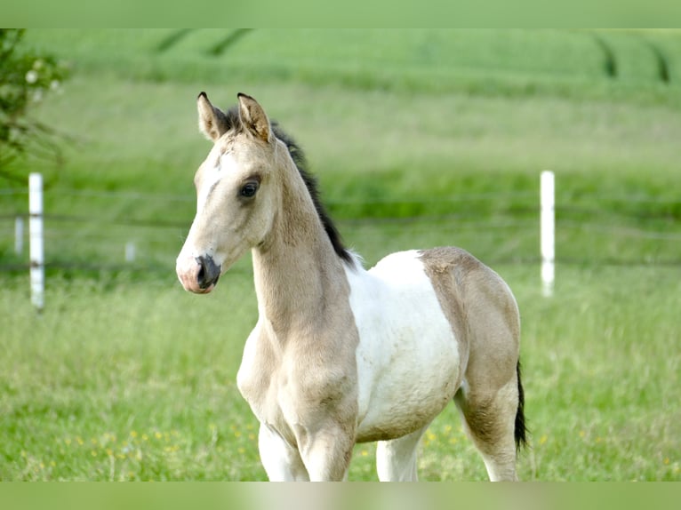 Meer warmbloeden Hengst 1 Jaar 170 cm Gevlekt-paard in Borgentreich