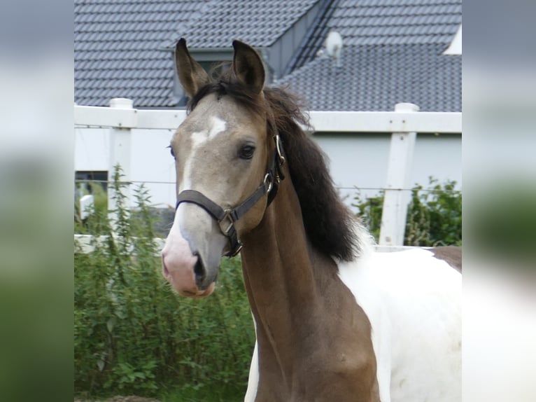 Meer warmbloeden Hengst 1 Jaar 170 cm Gevlekt-paard in Borgentreich