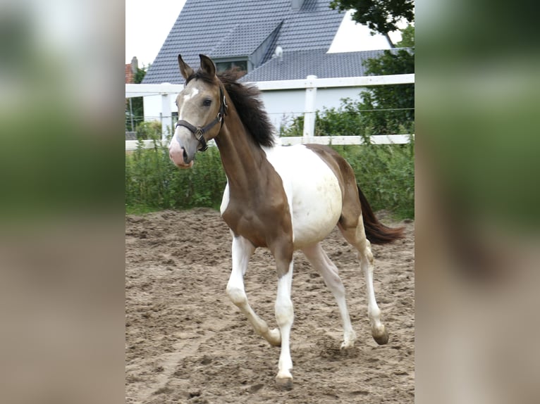 Meer warmbloeden Hengst 1 Jaar 170 cm Gevlekt-paard in Borgentreich